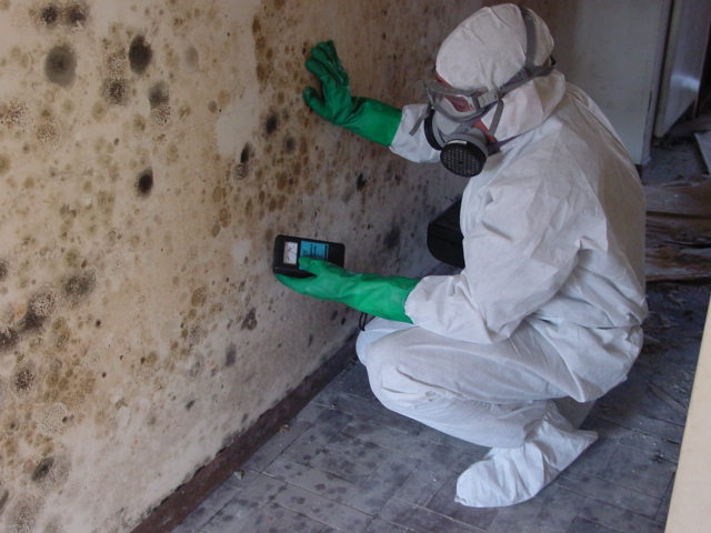 Certified inspector examining a mold-covered wall