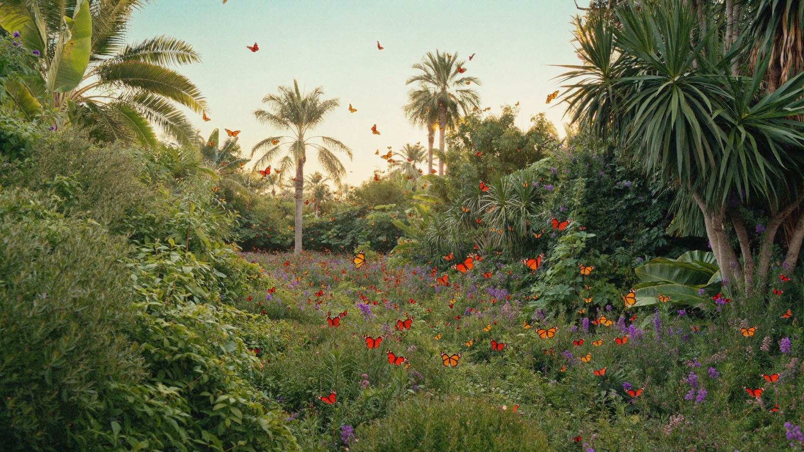 The butterfly capital of the world, Coconut Creek